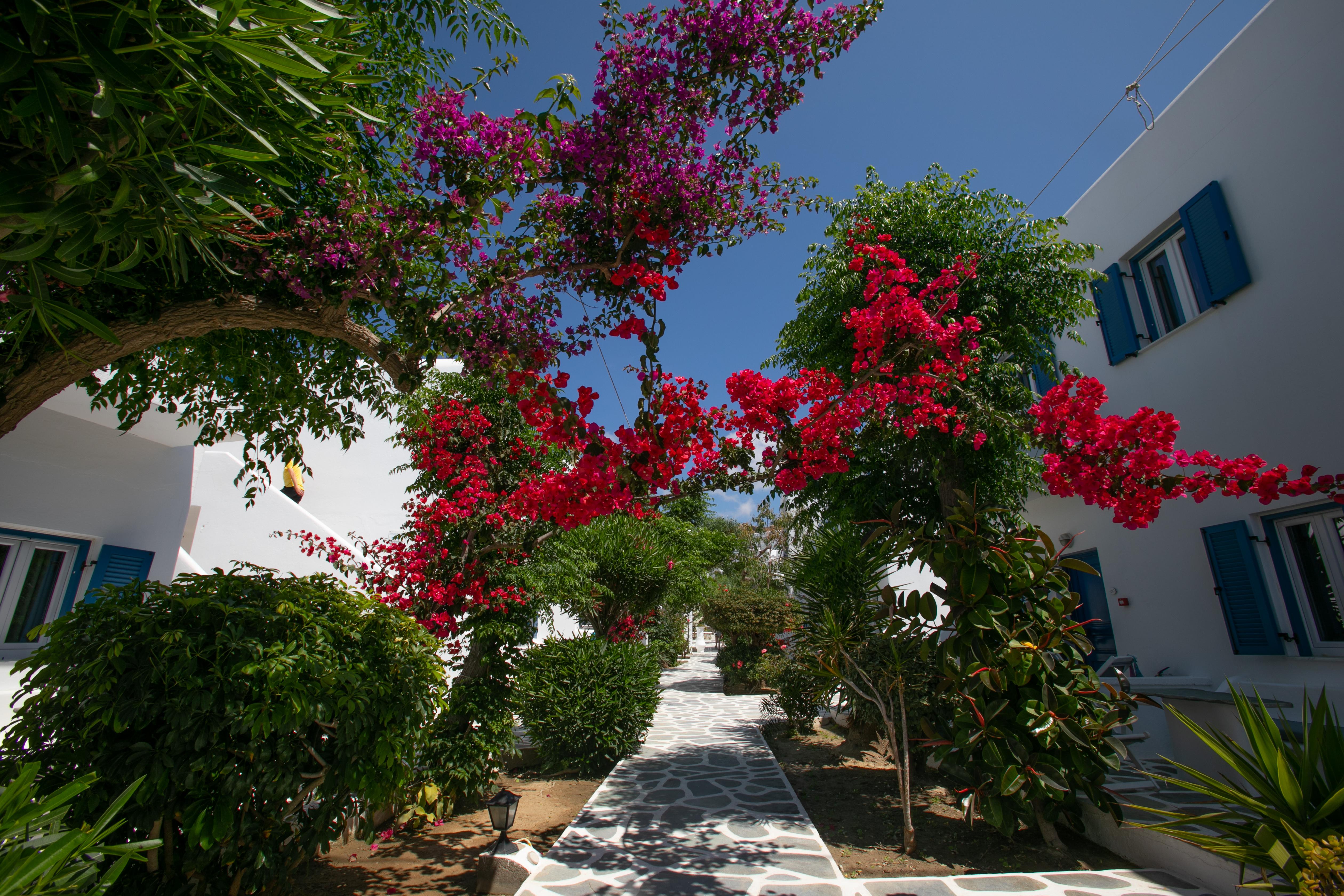 Acrogiali Beachfront Hotel Mykonos Platys Gialos  Exterior foto